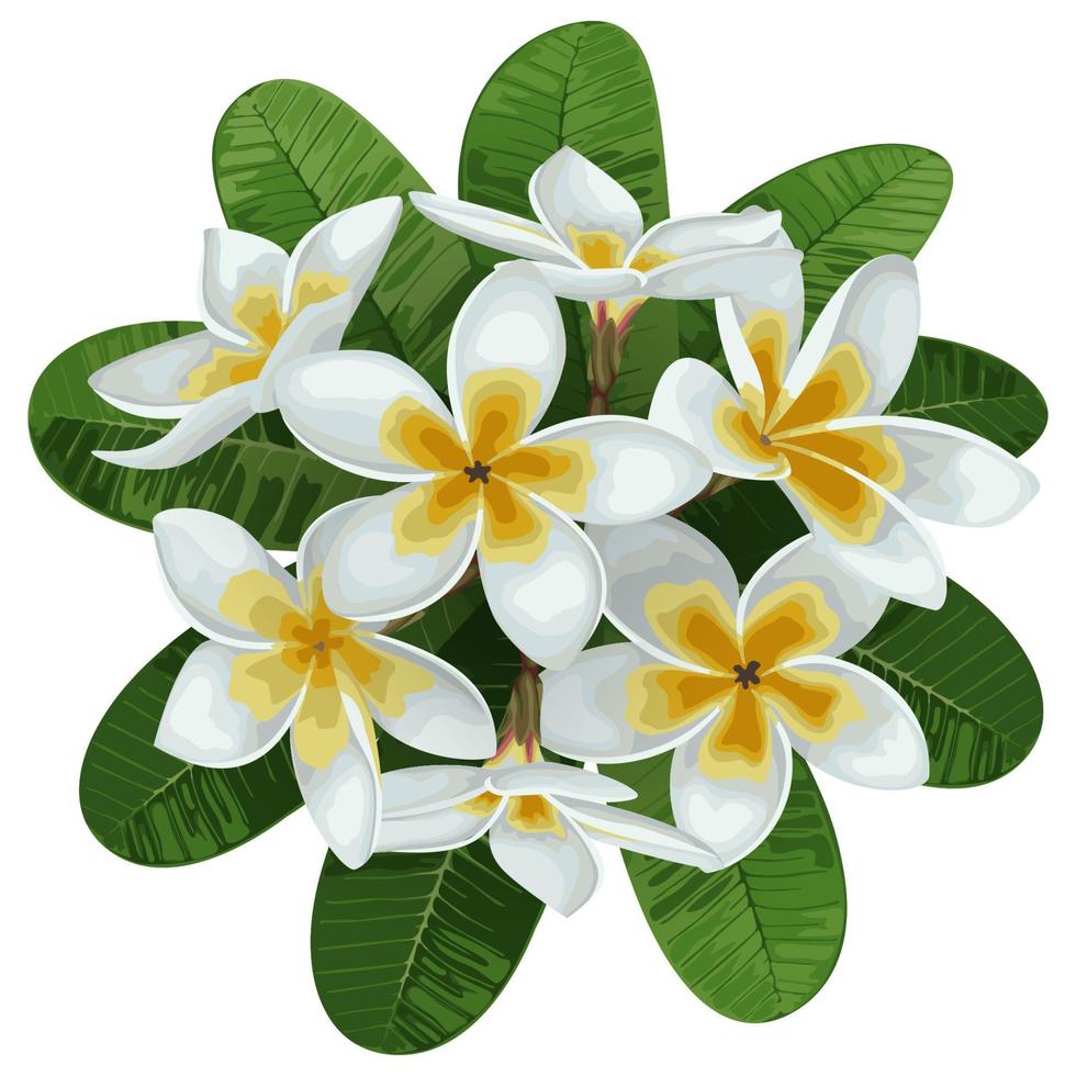 plumeria tropisch boeket vector