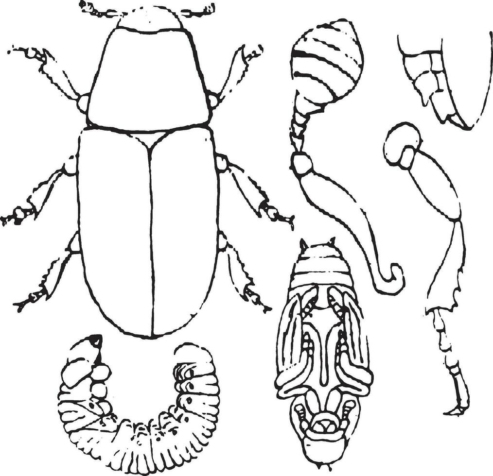 organisatie extern skelet van tomisch, wijnoogst gravure. vector