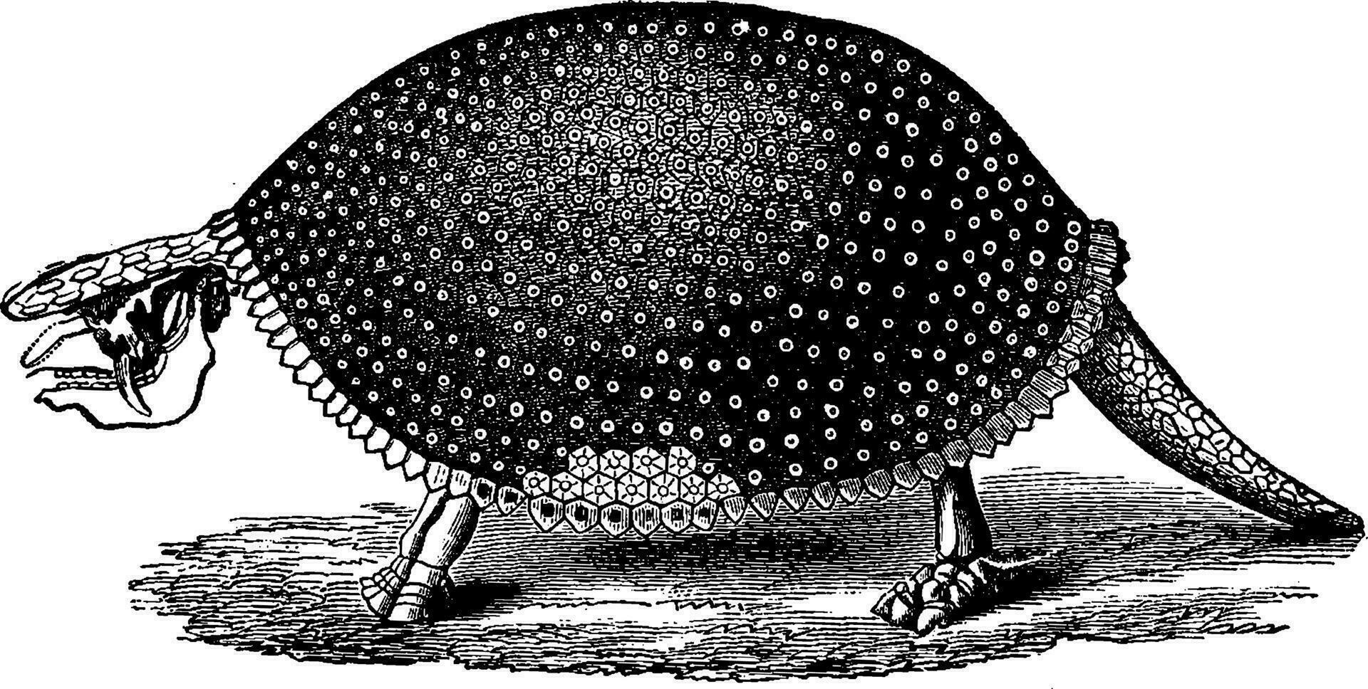 hersteld glyptodon zuiden Amerika skelet, wijnoogst gravure. vector