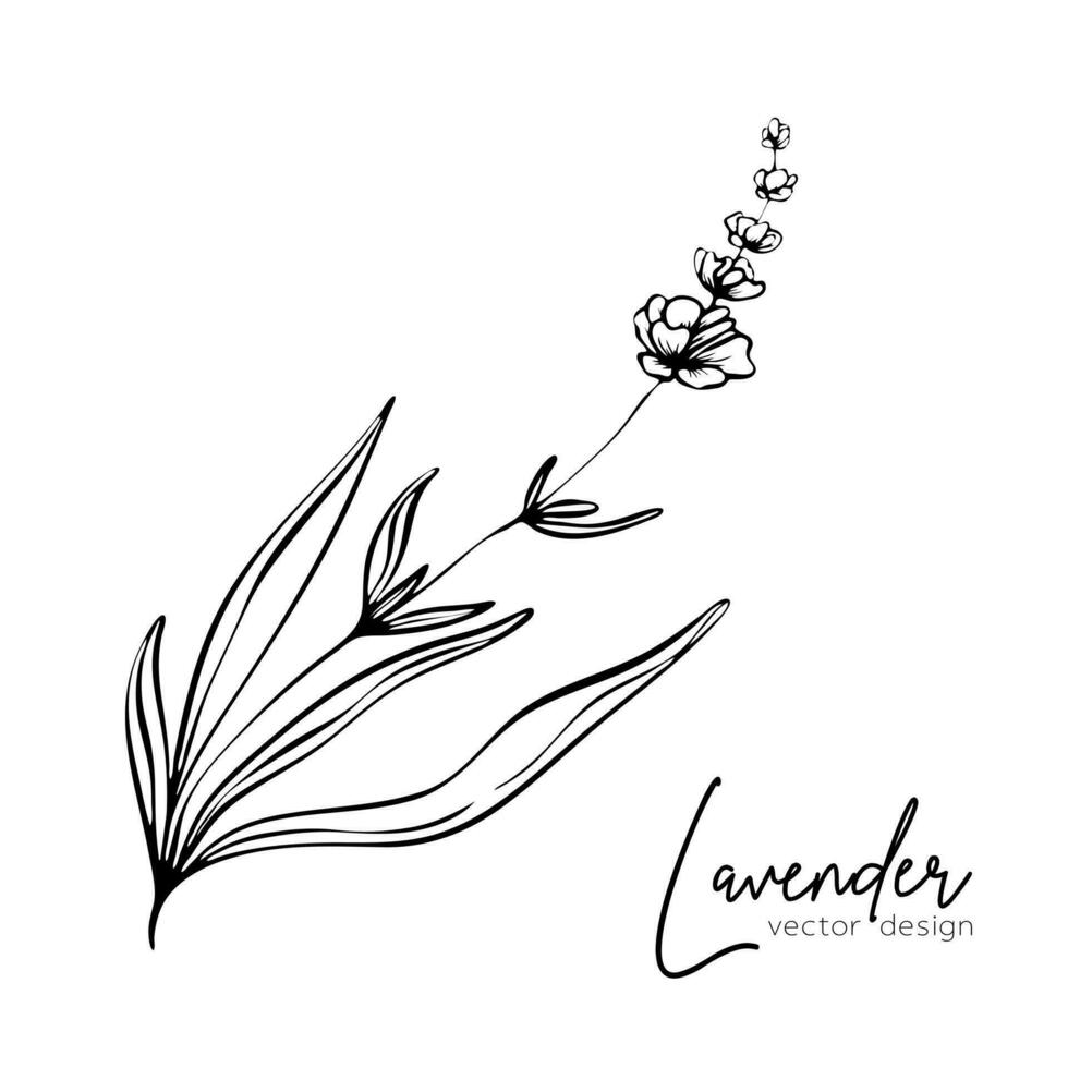 botanisch lijn illustratie van een lavendel Afdeling voor bruiloft uitnodiging en kaarten, logo ontwerp, web, sociaal media en posters sjabloon. elegant minimaal stijl bloemen vector geïsoleerd.