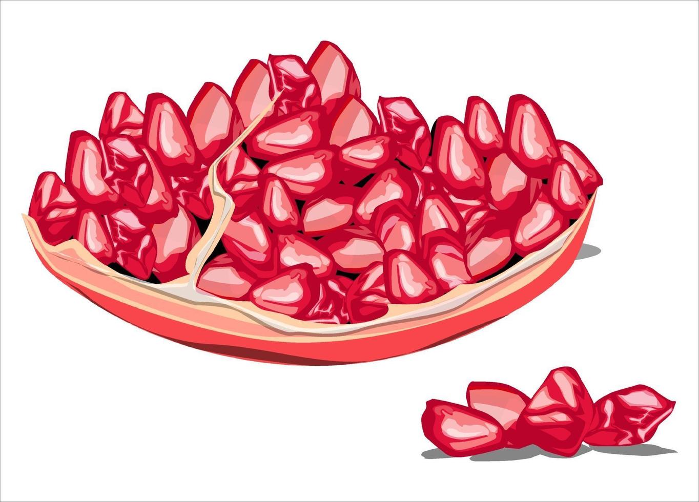 granaatappel fruit illustratie vector afbeelding en granaatappel zaden