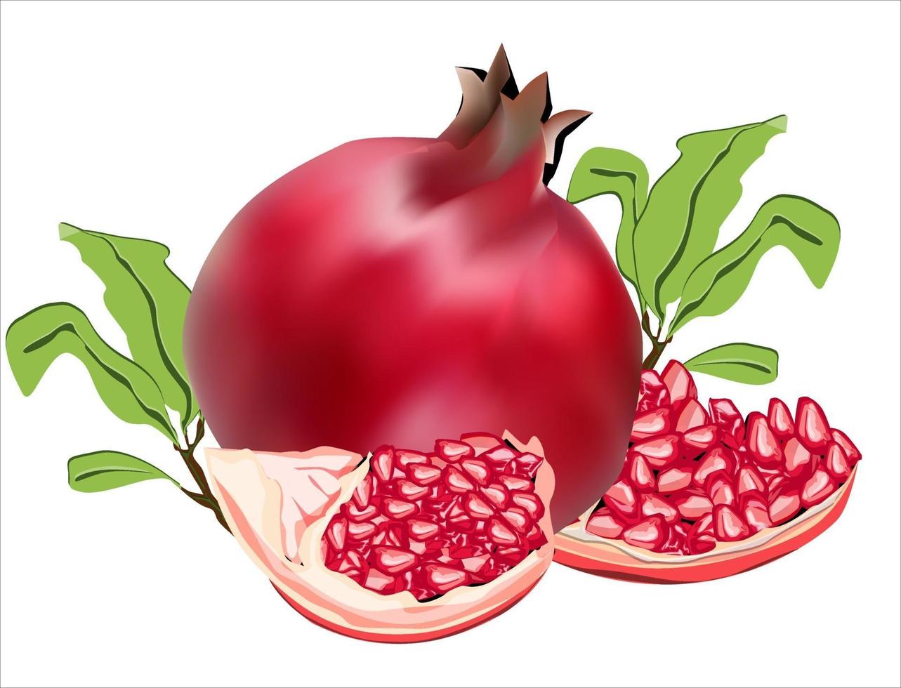 granaatappel fruit illustratie vector afbeelding en granaatappel zaden