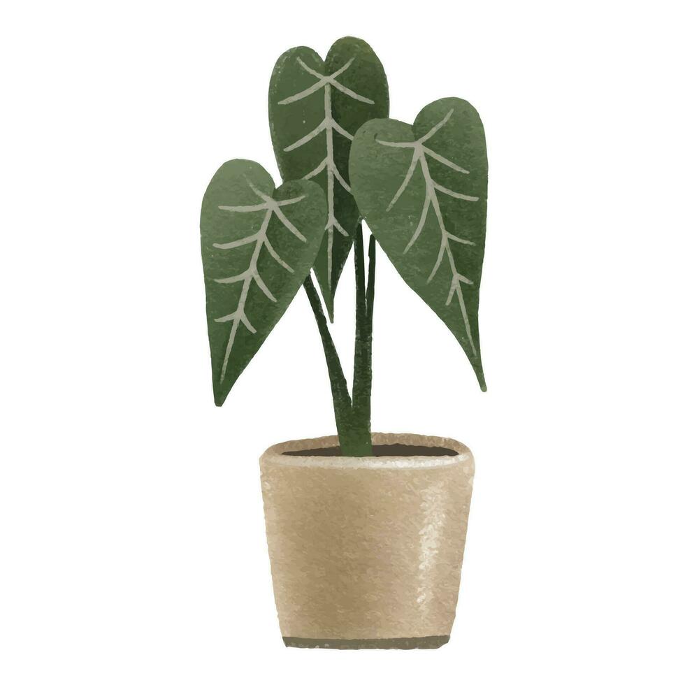 groen alocasia. kamerplant in pot. huis bloem. geïsoleerd illustratie met binnen- fabriek. knus huis vector