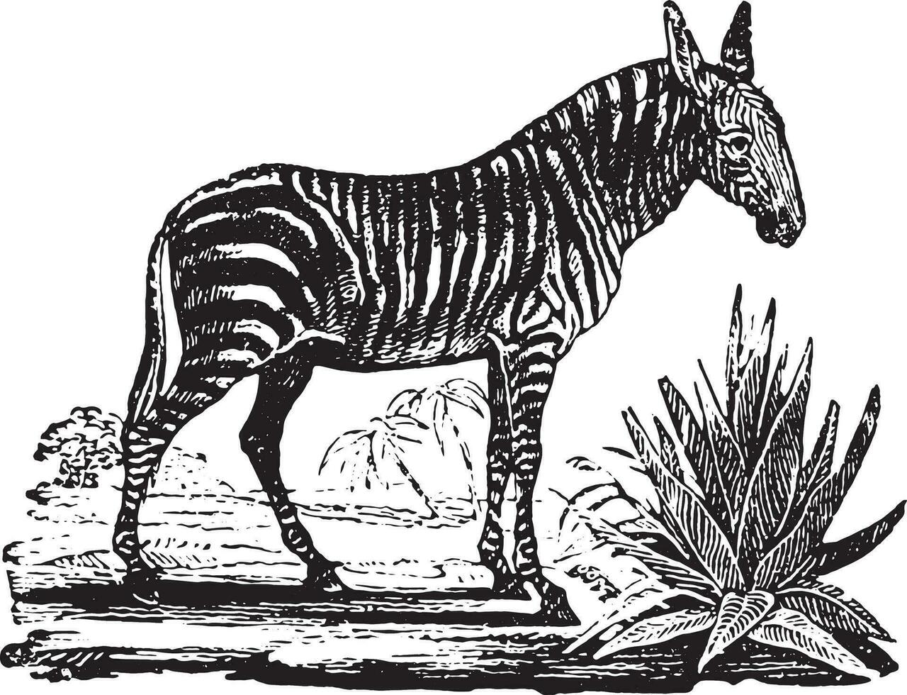 zebra, wijnoogst gravure. vector