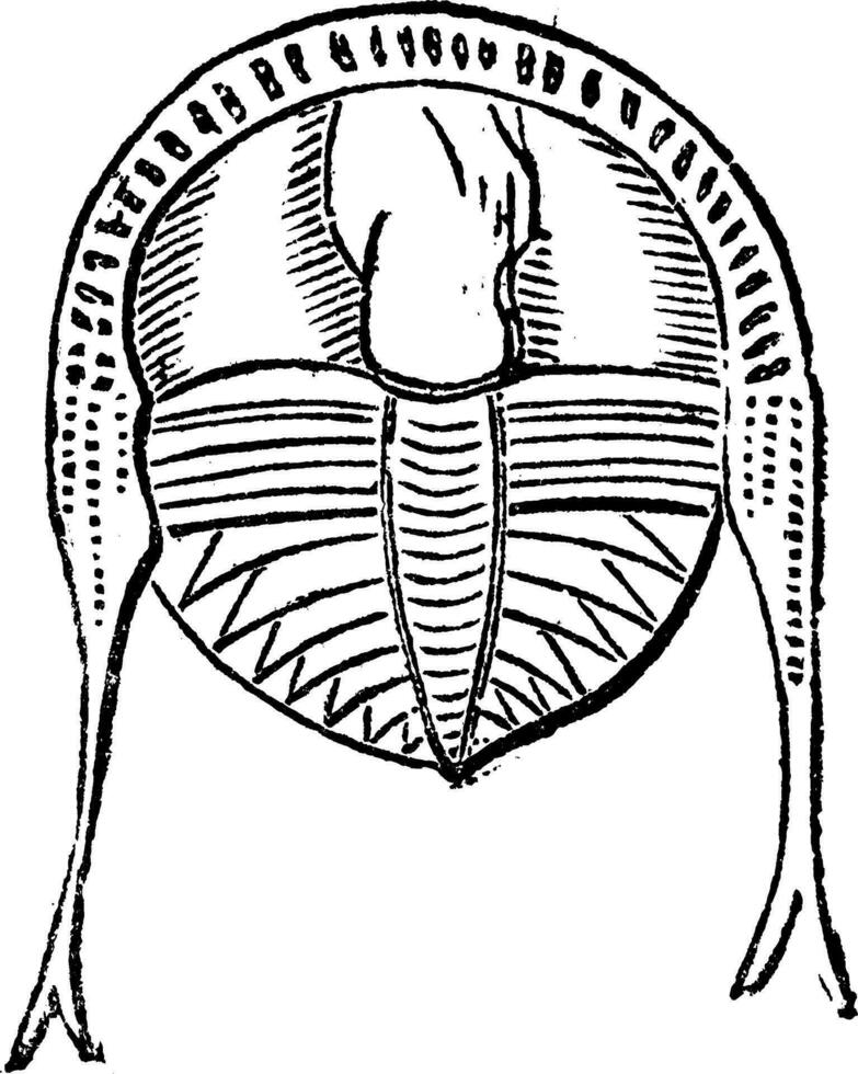 trilobiet, wijnoogst gravure. vector