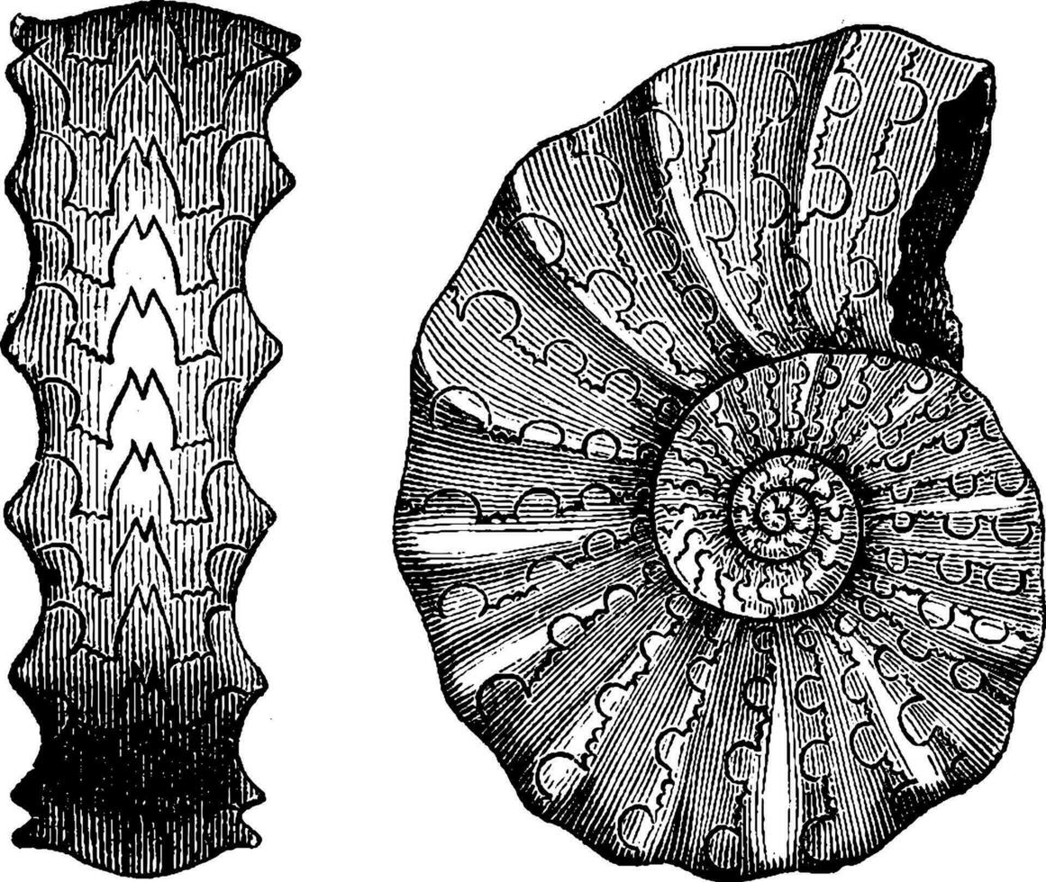 ammonieten trias, wijnoogst gravure. vector