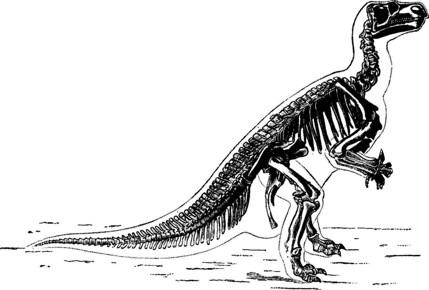 de hoofd skelet van iguanodon, wijnoogst gravure. vector