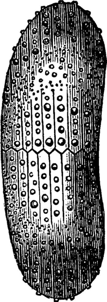 egels van de Jura periode., wijnoogst gravure. vector