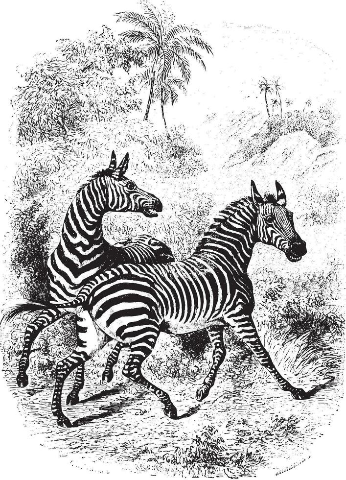 twee zebra's in Woud, wijnoogst gravure. vector