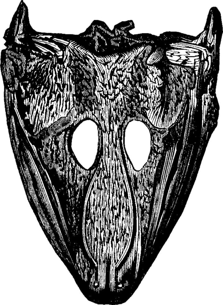 labyrinthodonten hoofden, archegosaurus en mastodontaurus, wijnoogst gravure. vector