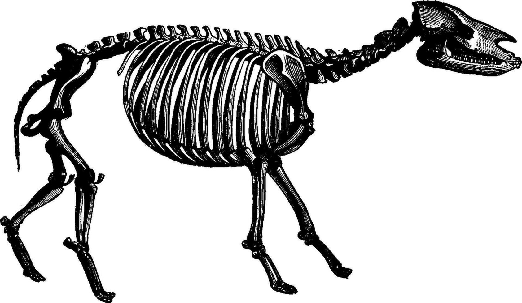 paleotherium skelet, wijnoogst gravure. vector