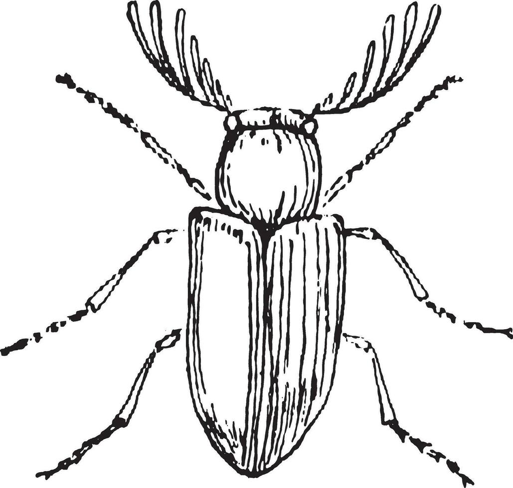 ptilinus pectinicornis, mannelijk, wijnoogst gravure. vector