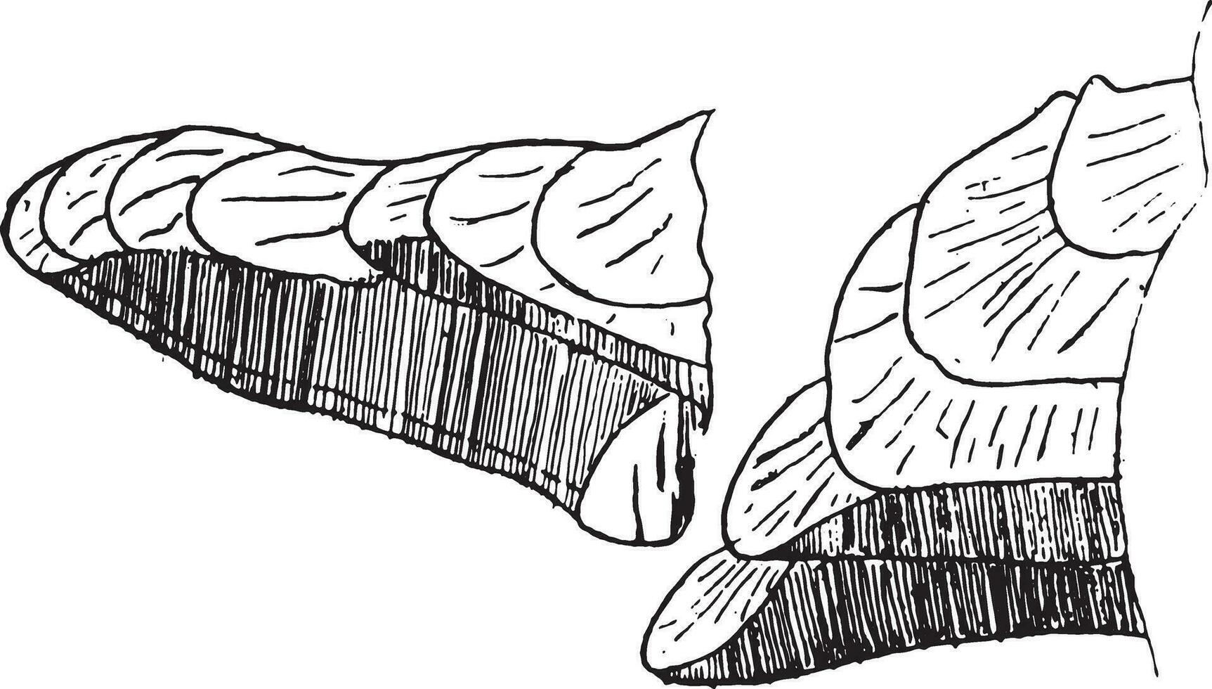 de schimmel rood, polyporus ponderosus, wijnoogst gravure. vector