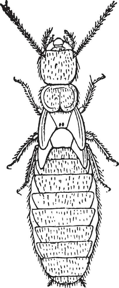 nimf van de tweede het formulier, termieten lucifugus van na c. lespes, wijnoogst gravure. vector