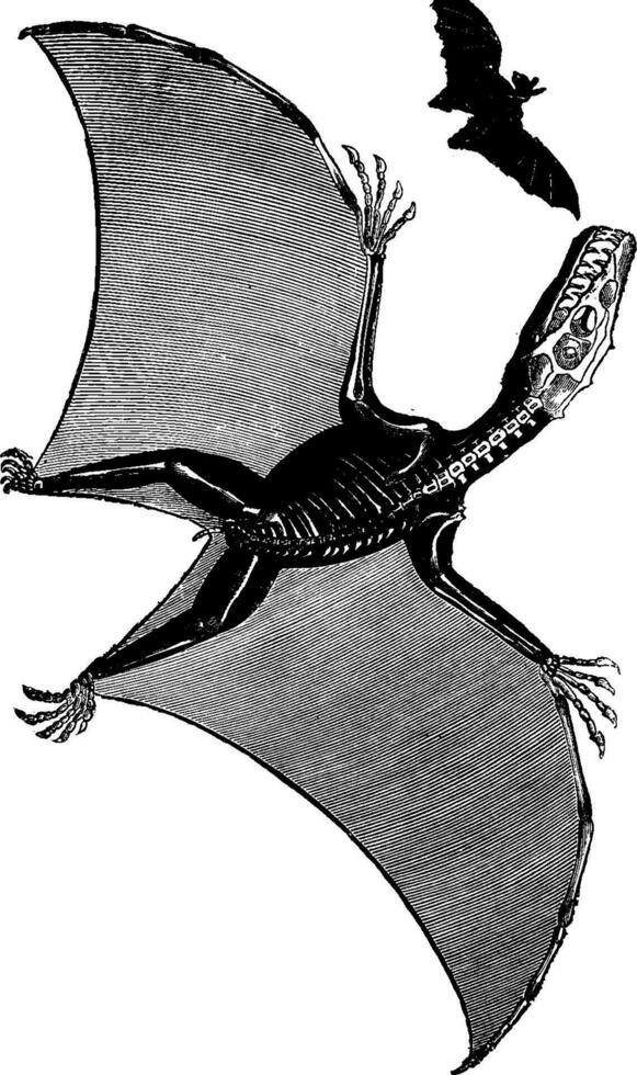 pterodactyl en knuppel, wijnoogst gravure. vector