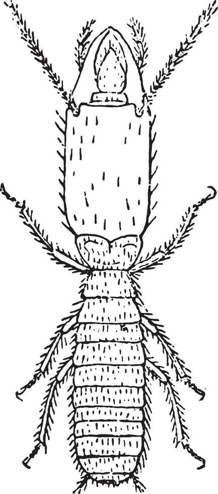soldaat, termieten lucifugus van na c. lespes, wijnoogst gravure. vector