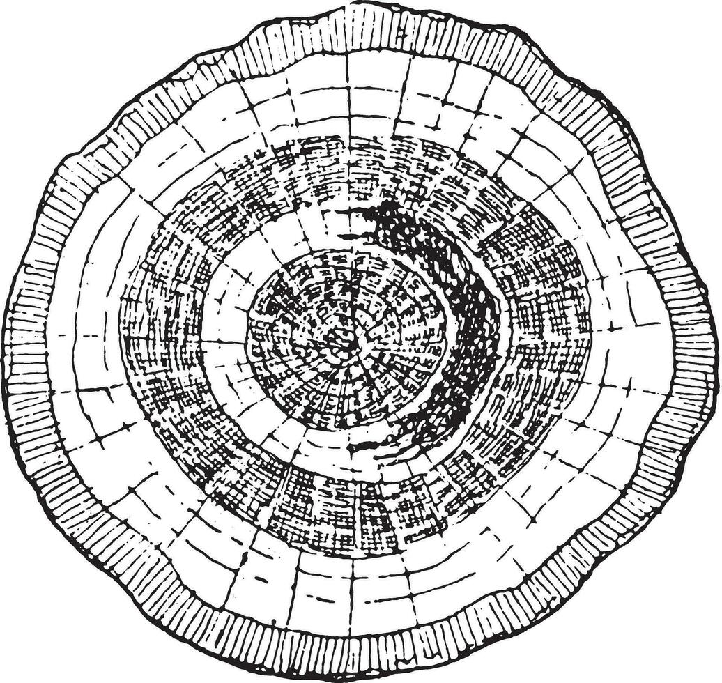 eik romp sectie van wie hout presenteert een lun, wijnoogst gravure. vector