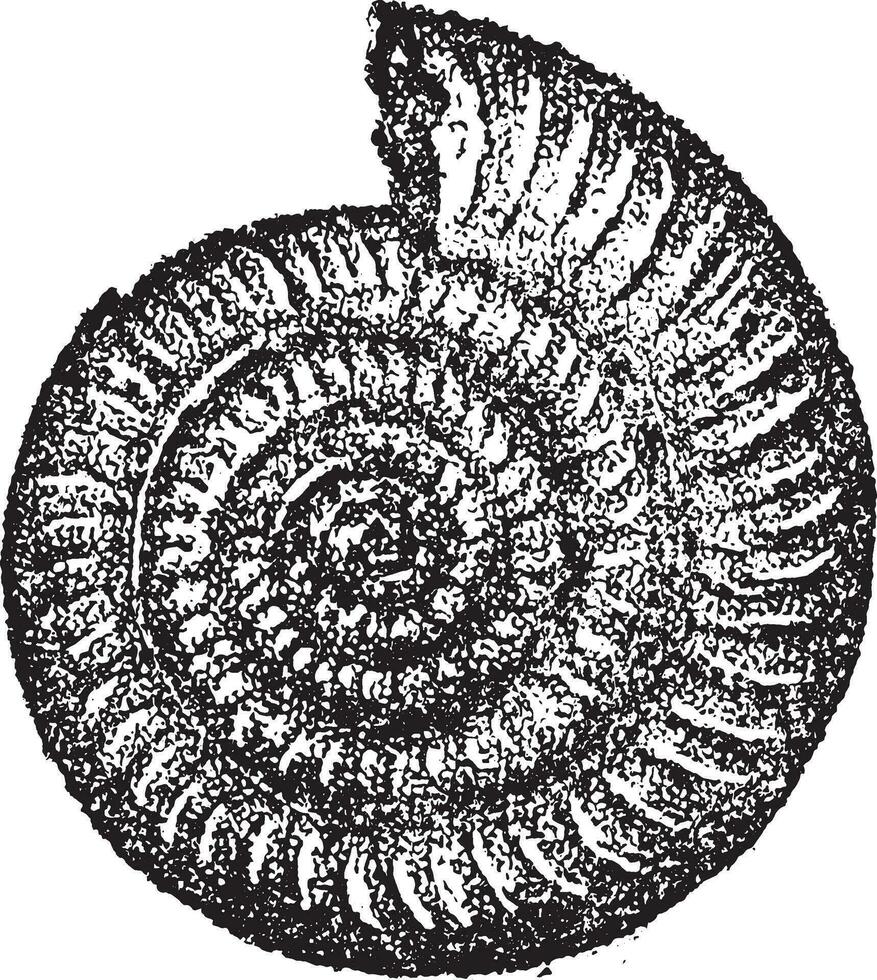 ammonieten nodotianus, wijnoogst gravure. vector