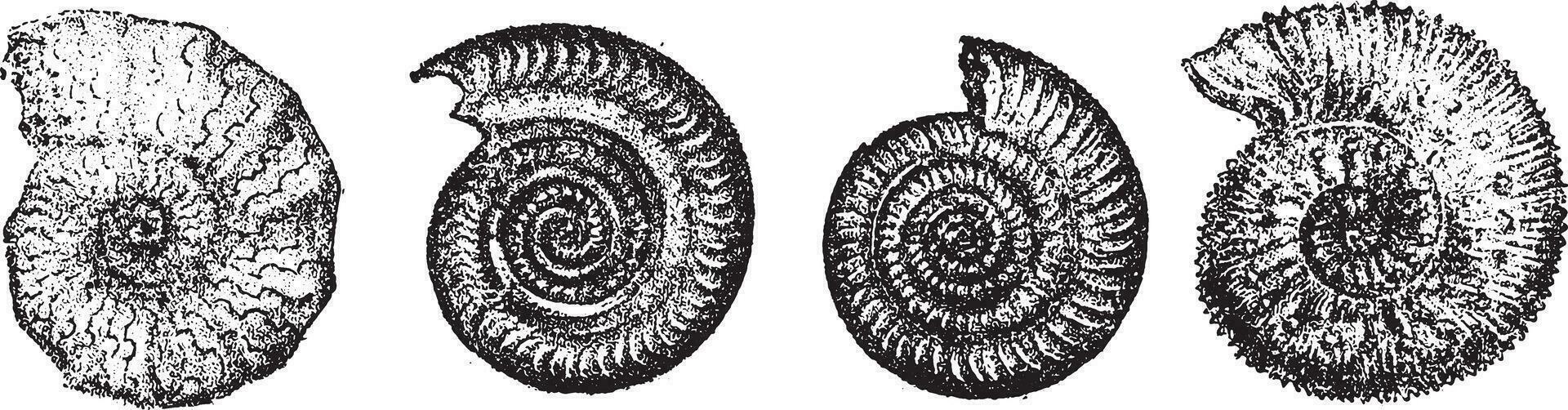 ammonieten van de trias en Jura landt, wijnoogst gravure. vector