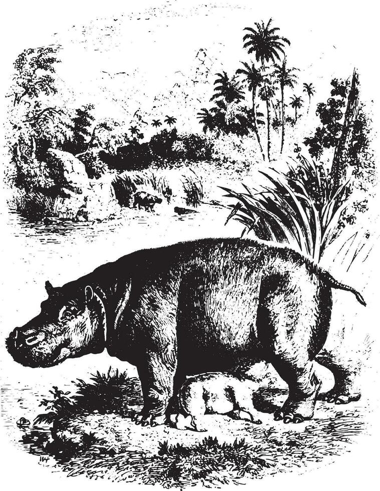 nijlpaard, wijnoogst gravure. vector