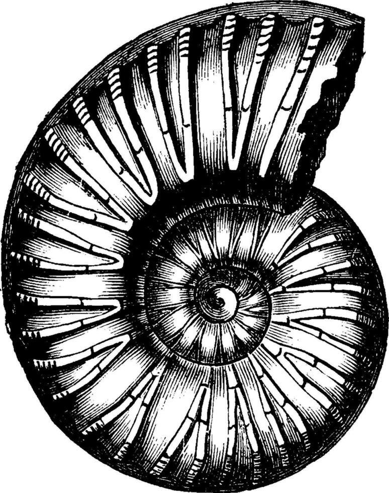 ammonieten opblazen, wijnoogst gravure. vector