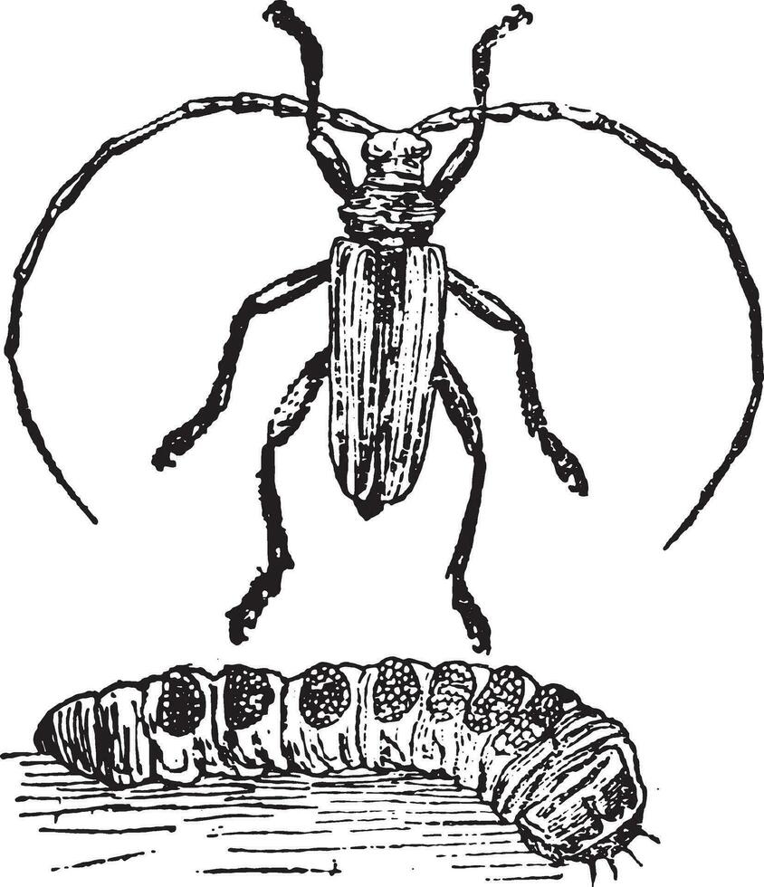 cerambyx helden, insect larve en perfect, wijnoogst gravure. vector