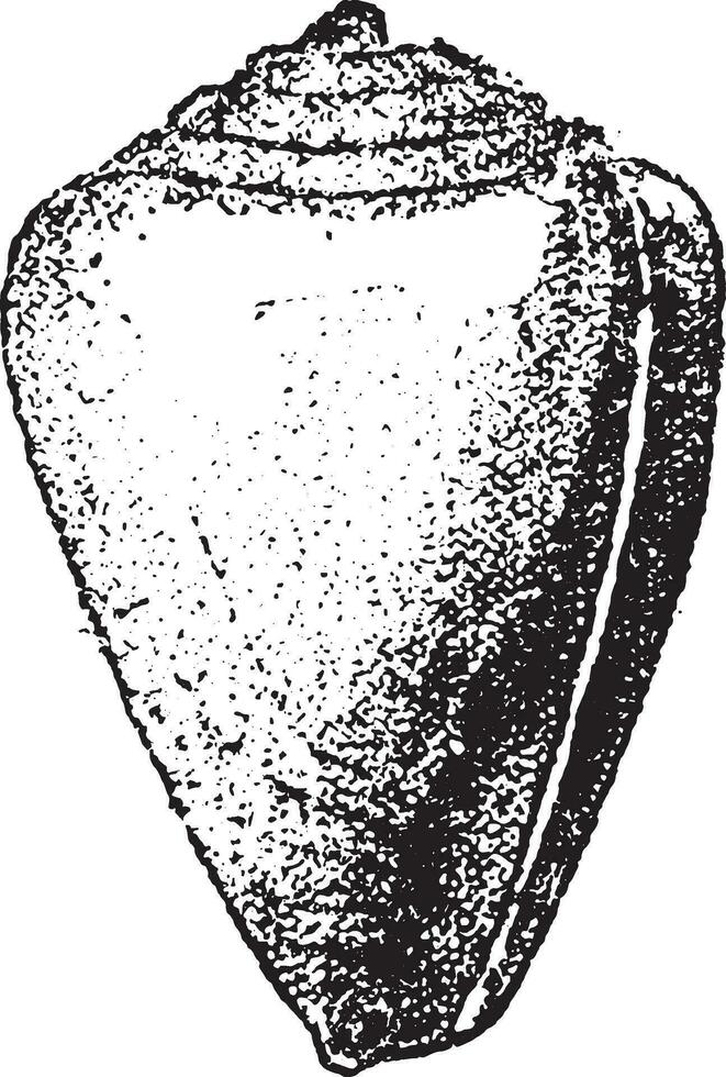 conus Mercati, wijnoogst gravure. vector