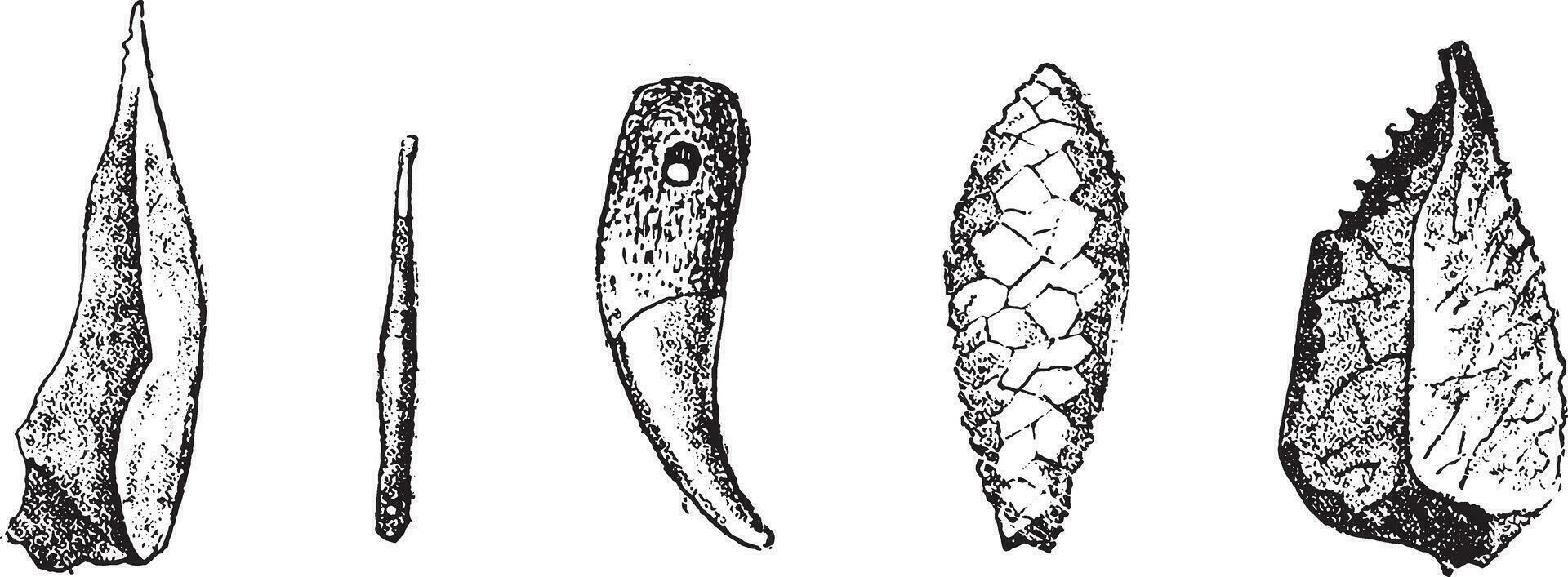 wapens en gereedschap van de leeftijd van de Super goed beer en de rendier, verzameld in de grotten en rots schuilplaatsen van de perigord, wijnoogst gravure. vector