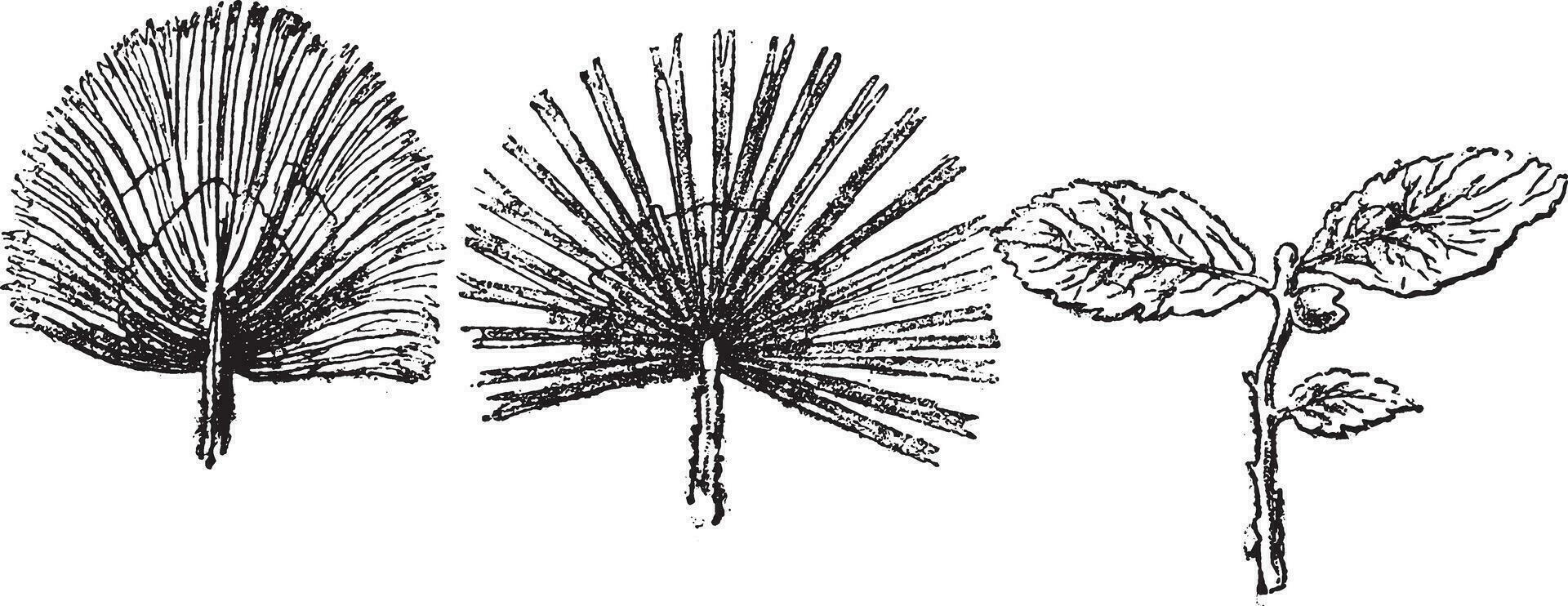 sabal belangrijk, palm bomen van de lager Mioceen van Zwitserland, wijnoogst gravure. vector