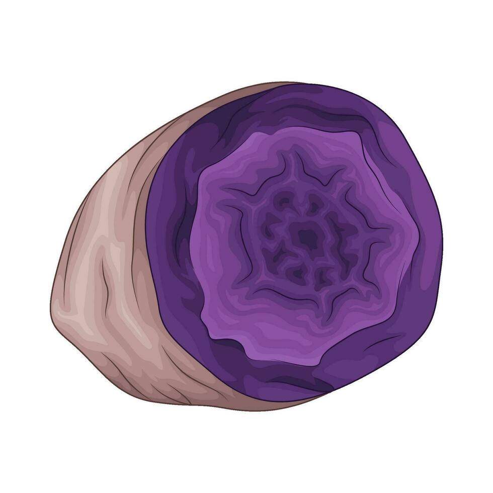 taro Purper zoet aardappel illustratie vector