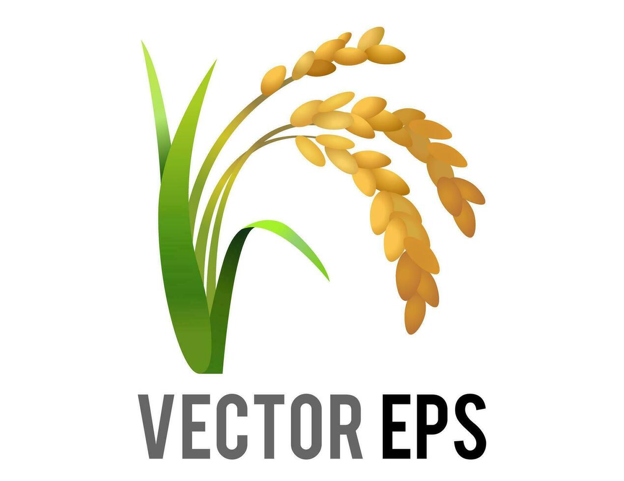 vector rijst- fabriek icoon, staan voor tarwe, maïs, haver, sorghum, gewassen, veld, oogsten en landbouw