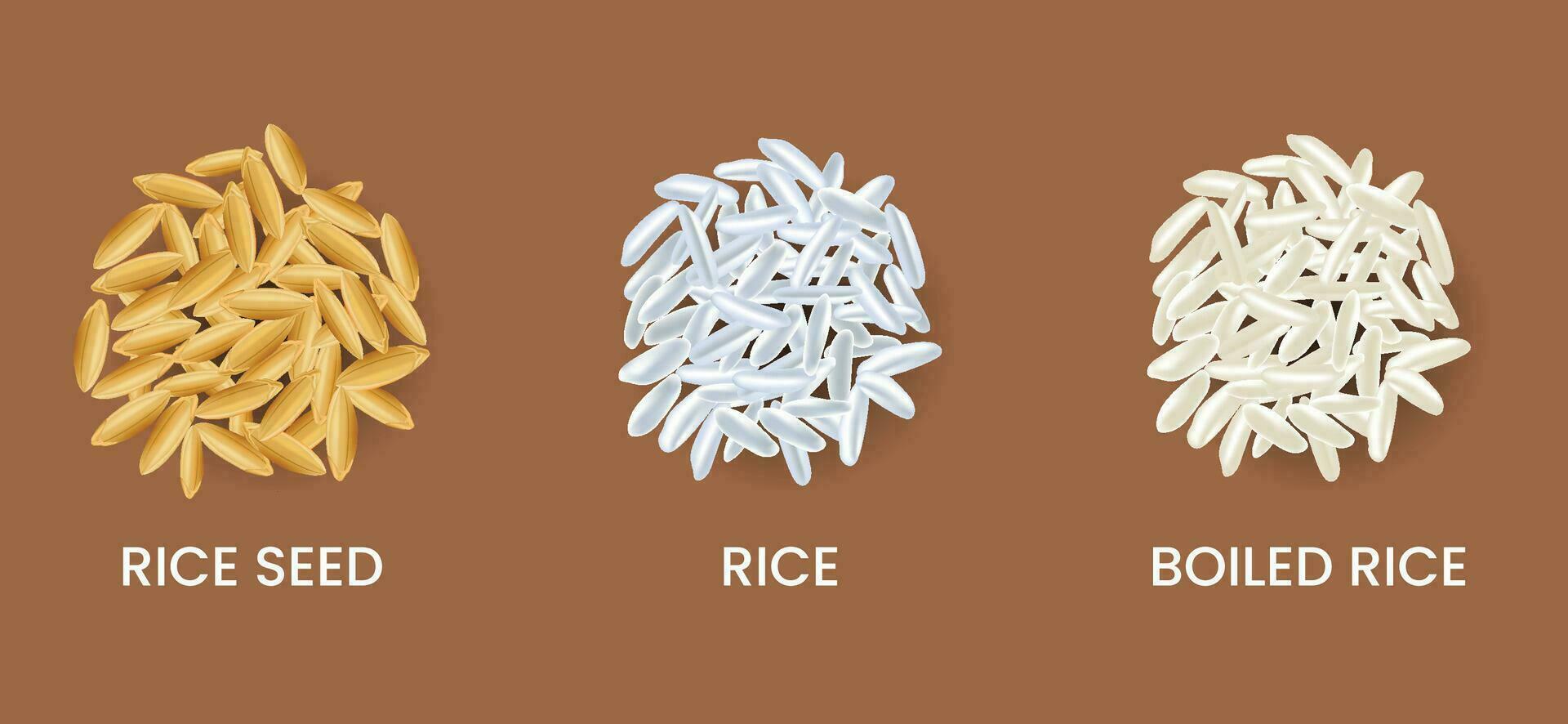 vector zaden en gekookt rijst-