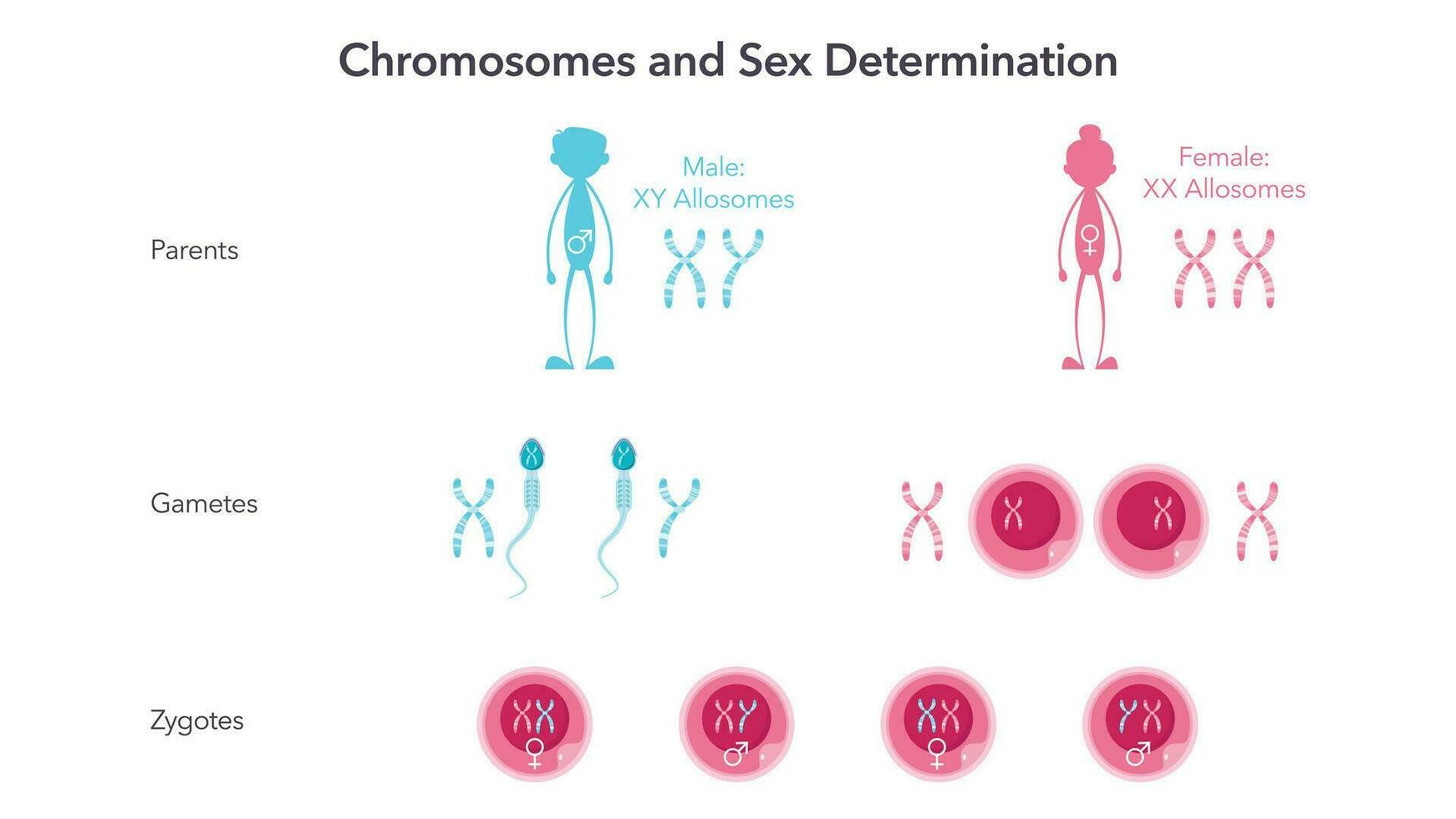 chromosomen en seks bepaling genoom wetenschappen vector illustratie infographic