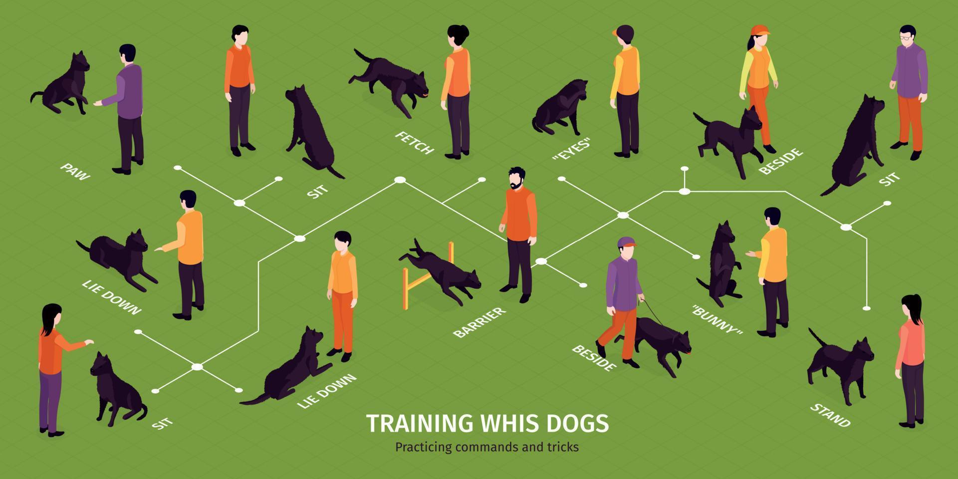 honden isometrische infographics trainen vector