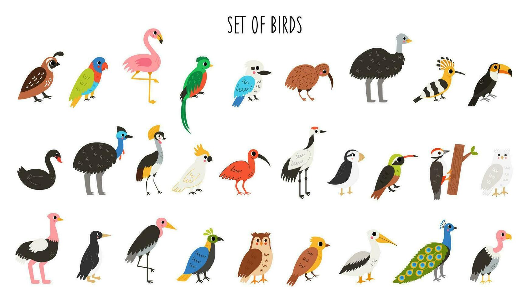 bundel van schattig tekenfilm vogels. aziatisch, Afrikaanse, Australisch, bos- vogels. vector