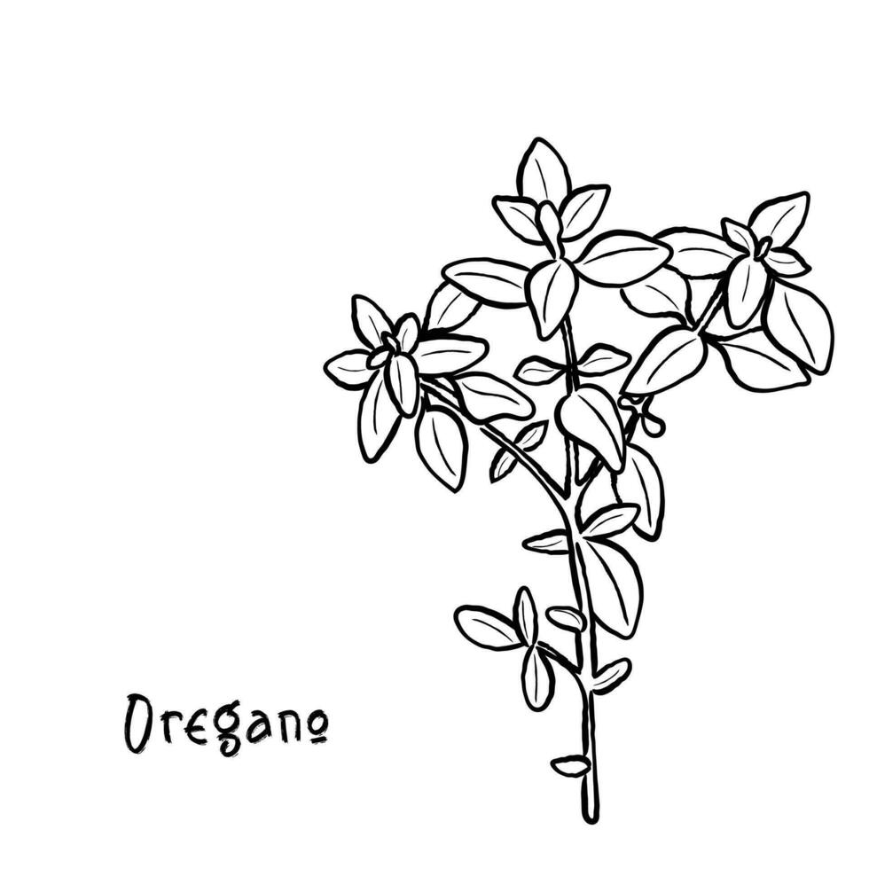 vector van oregano