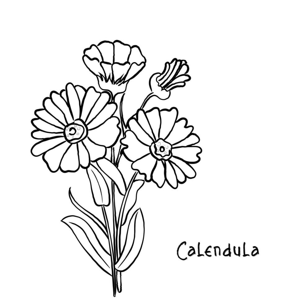 vector van calendula