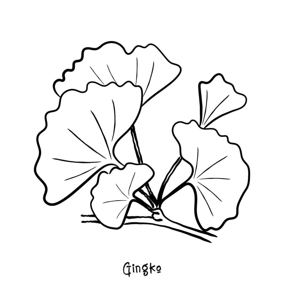 vector van gingko