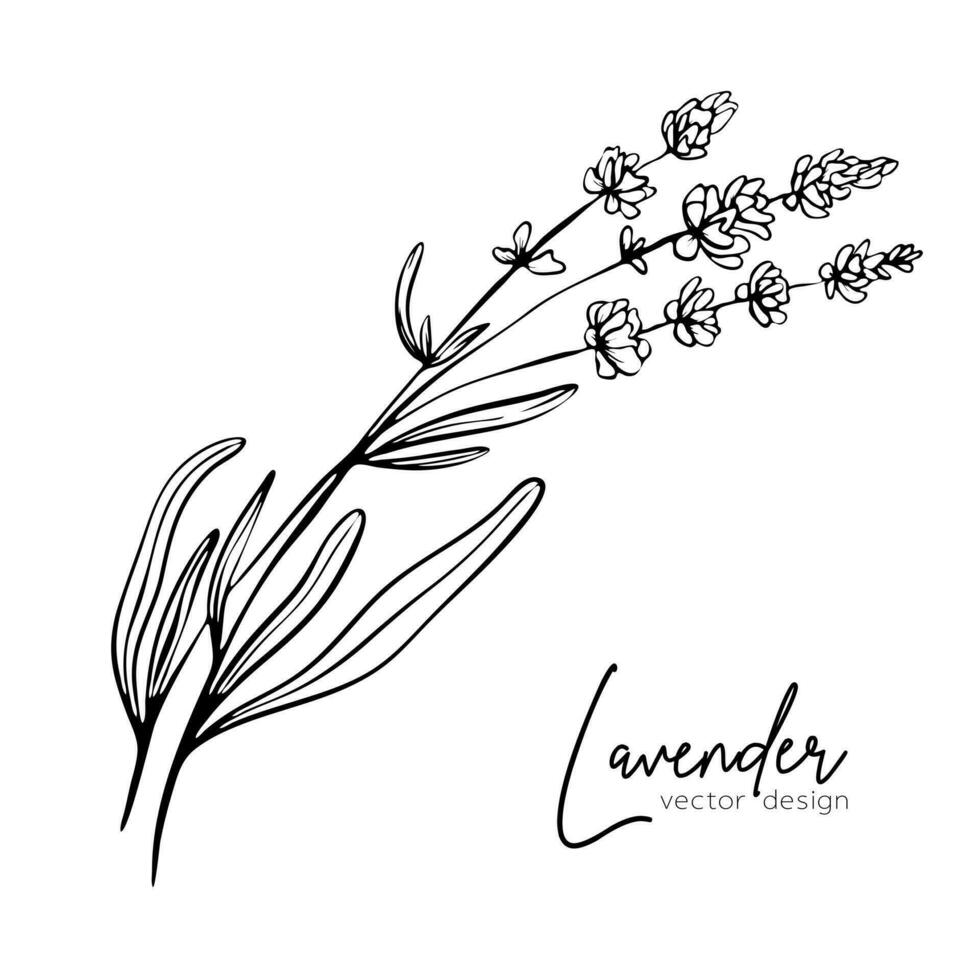 botanisch lijn illustratie van een lavendel Afdeling voor bruiloft uitnodiging en kaarten, logo ontwerp, web, sociaal media en posters sjabloon. elegant minimaal stijl bloemen vector geïsoleerd.