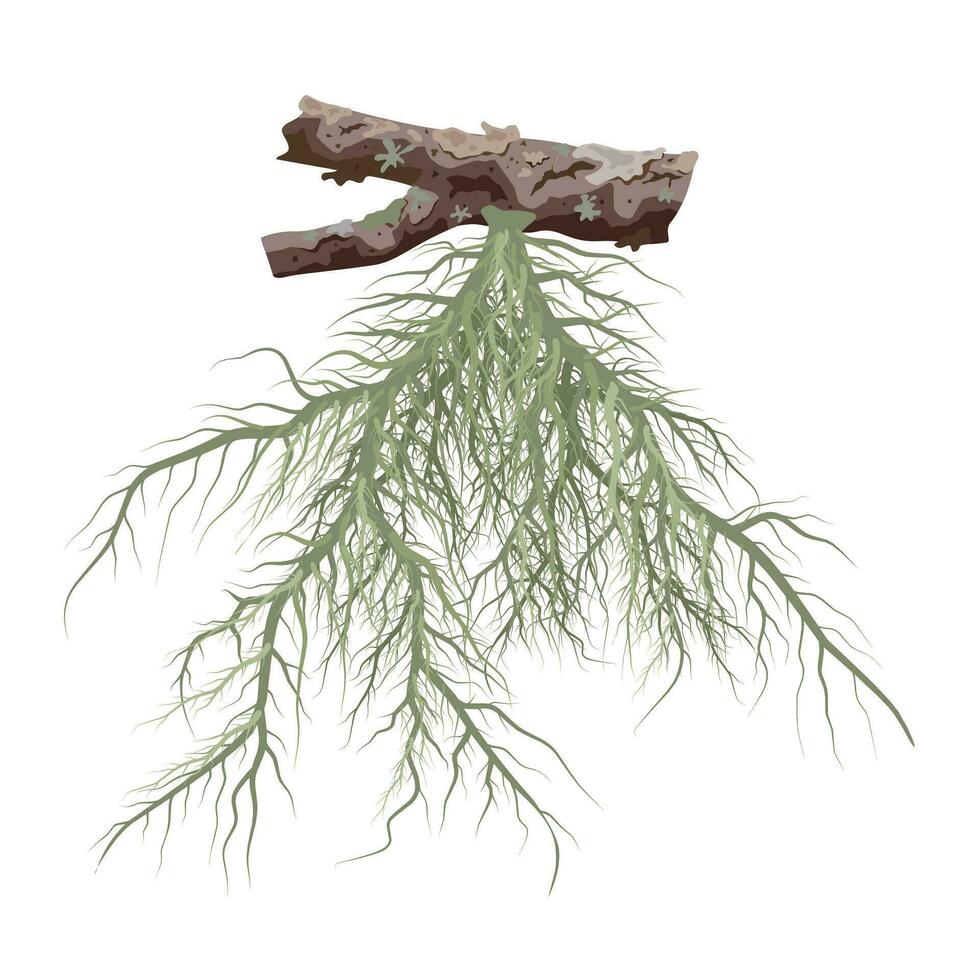 vector illustratie, usnea barbata groeit Aan droog boom takken, geïsoleerd Aan wit achtergrond.