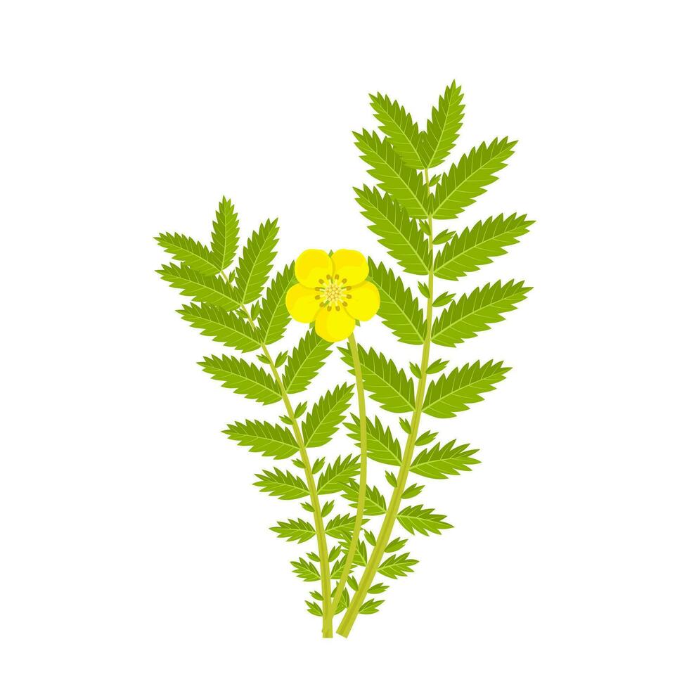 vector illustratie, potentilla anserina, bekend net zo zilverkruid, geïsoleerd Aan wit achtergrond.