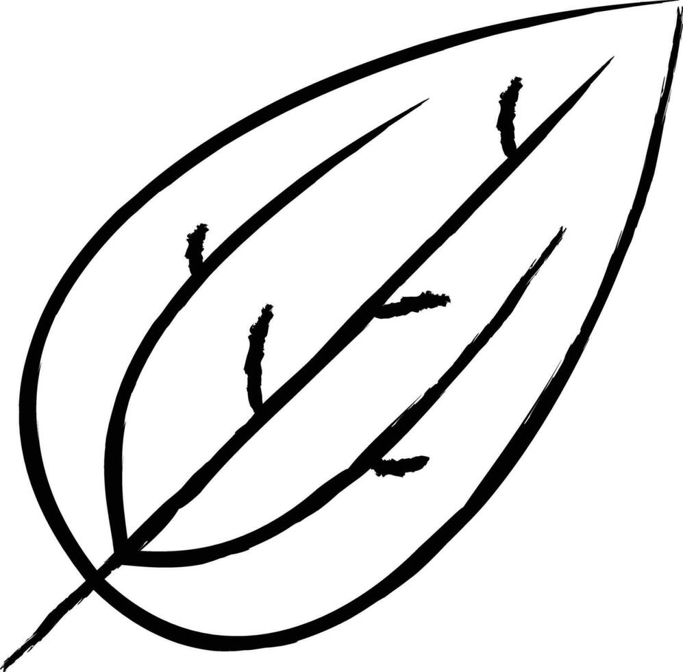 kamfer blad hand- getrokken vector illustratie