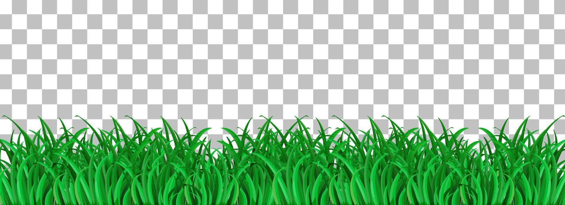 groen gras geïsoleerd vector