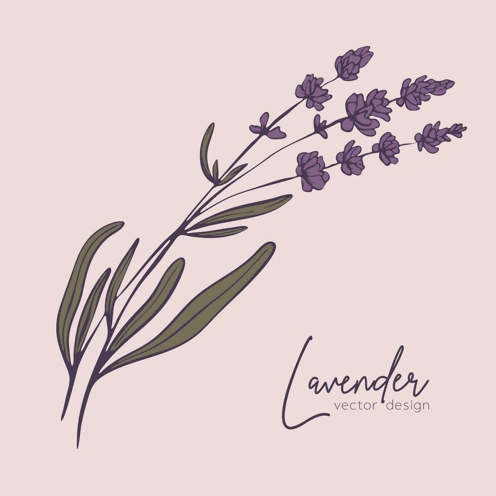 botanisch lijn illustratie van een lavendel Afdeling voor bruiloft uitnodiging en kaarten, logo ontwerp, web, sociaal media en posters sjabloon. elegant minimaal stijl bloemen vector geïsoleerd.