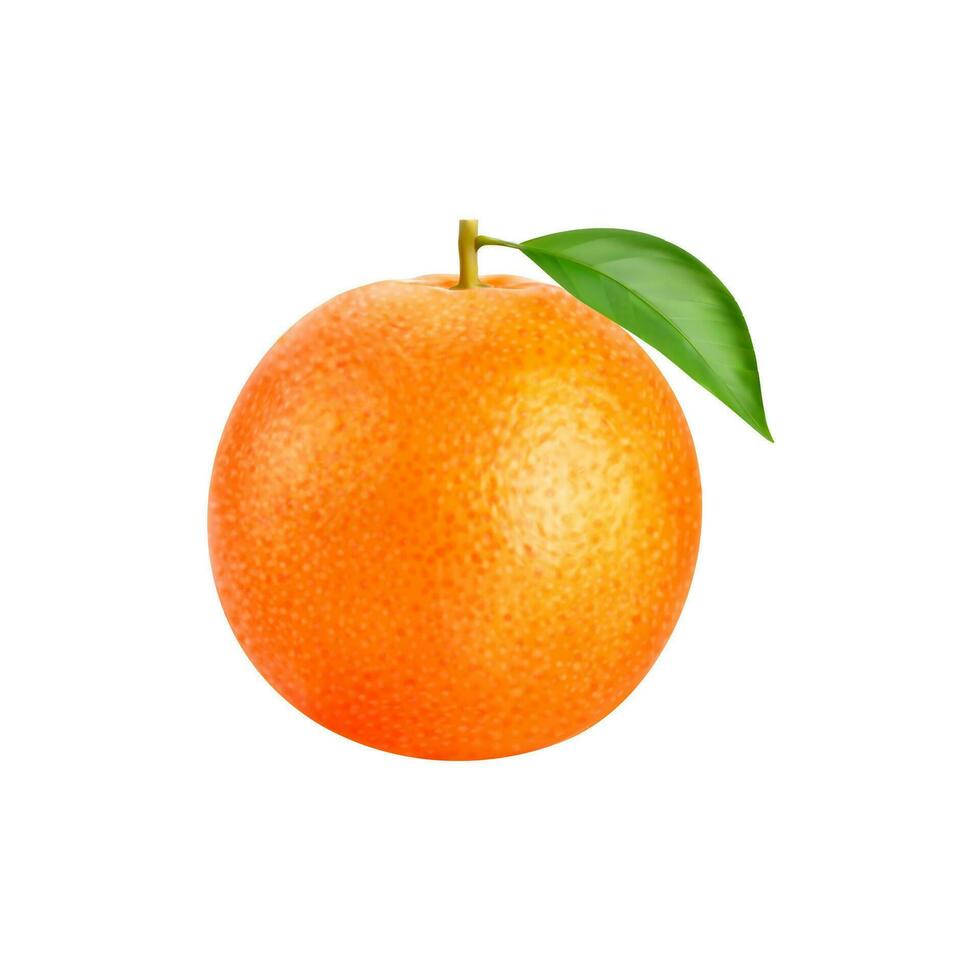 realistisch rijp oranje citrus zonovergoten fruit vector