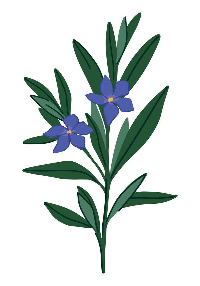 maagdenpalm fabriek clip art. vinca minor bloem in tekenfilm stijl. botanisch vector illustratie geïsoleerd Aan wit.