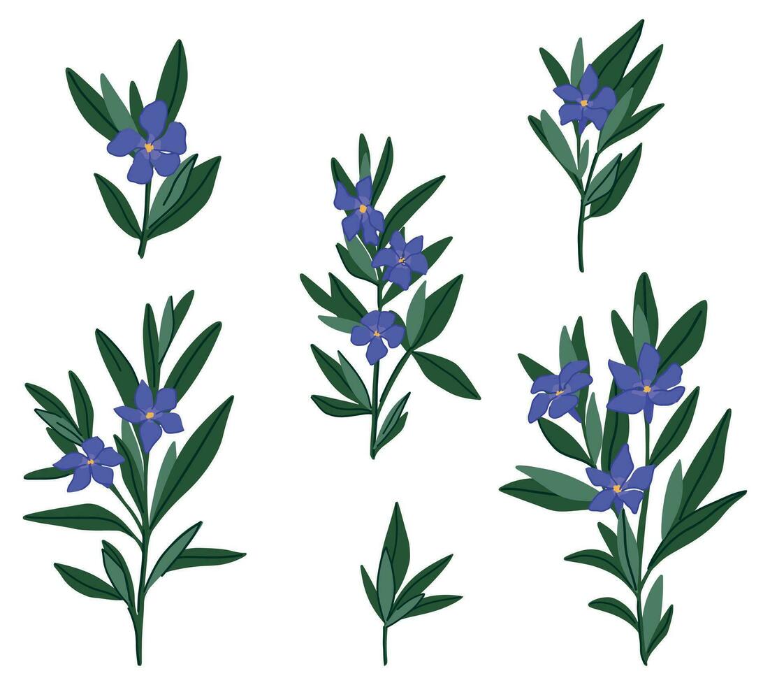 maagdenpalm planten verzameling. reeks van vinca minor bloemen in tekenfilm stijl. botanisch klem kunsten geïsoleerd Aan wit. vector illustratie.