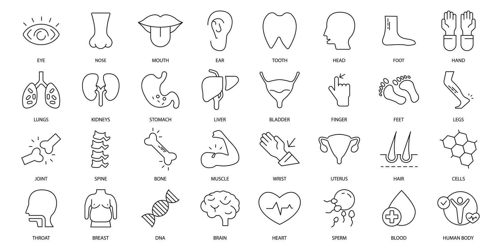 anatomie pictogrammen set. reeks van bewerkbare beroerte pictogrammen.vector reeks van anatomie vector