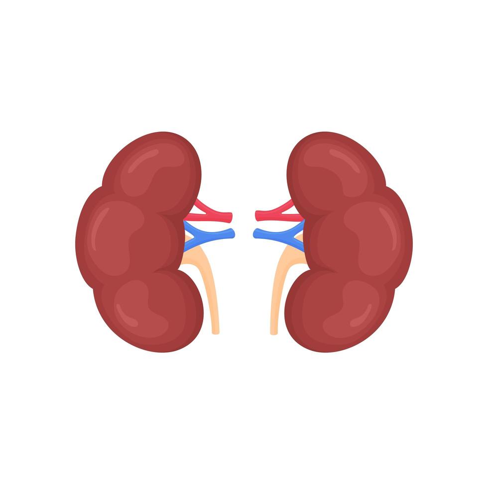 anatomische kleurrijke menselijke nieren wetenschappelijk nauwkeurig op een witte achtergrond. medische wetenschap anatomie illustratie. vector