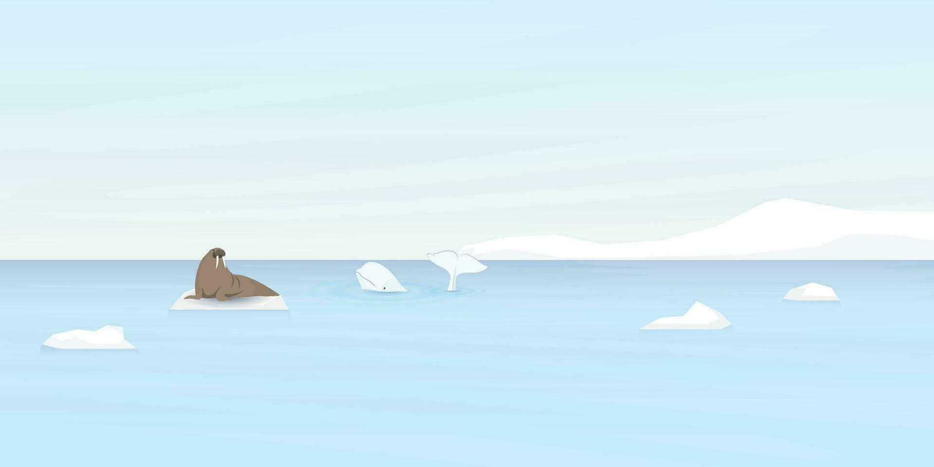 beluga walvis en walrus Aan ijs ijsschots met kust- en ijsberg achter vector illustratie.